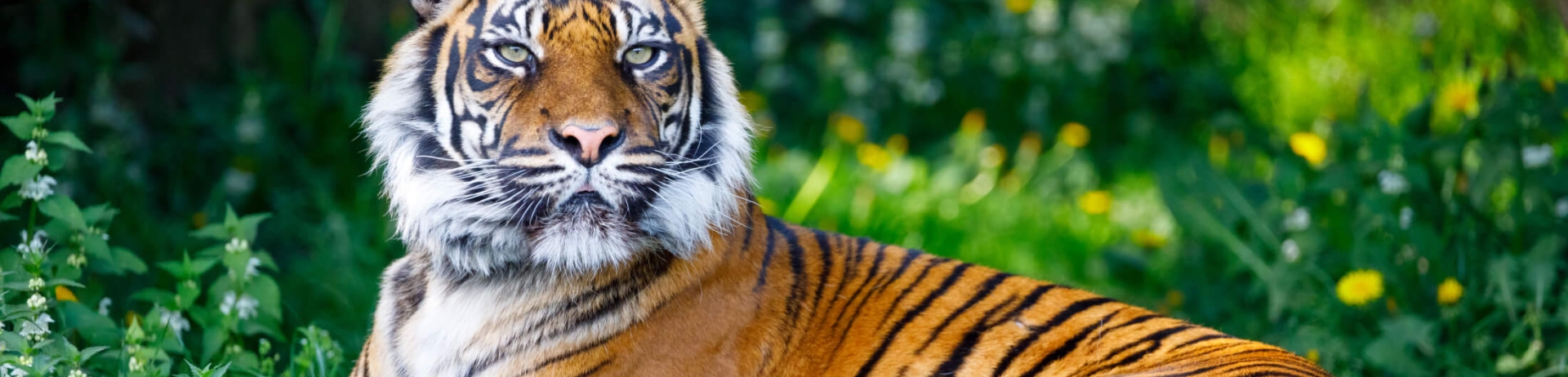 A tiger lying in grass at the Toronto Zoo.