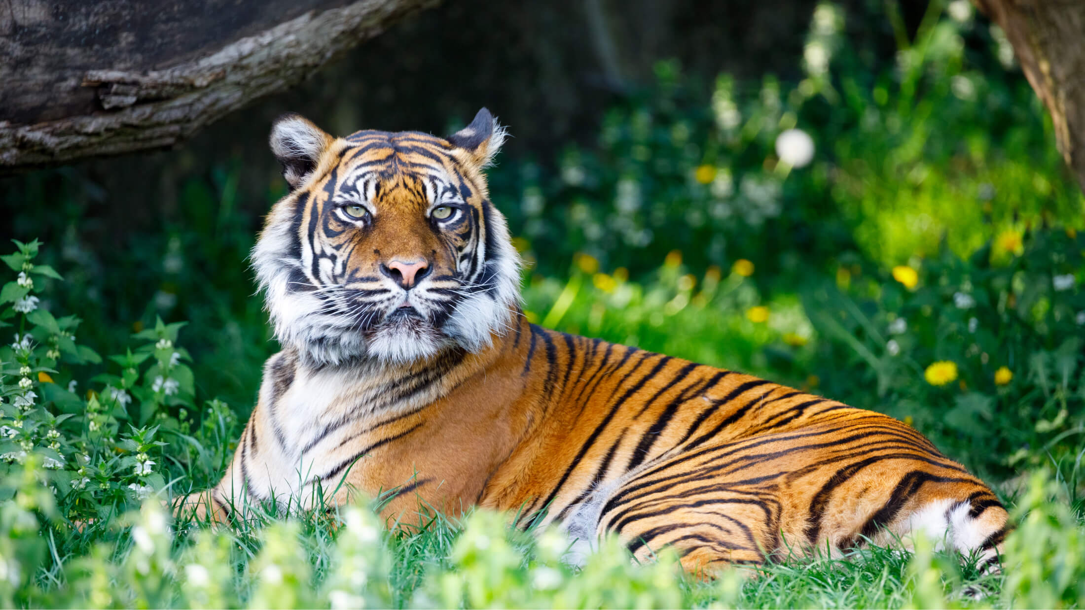 A tiger lying in grass at the Toronto Zoo.