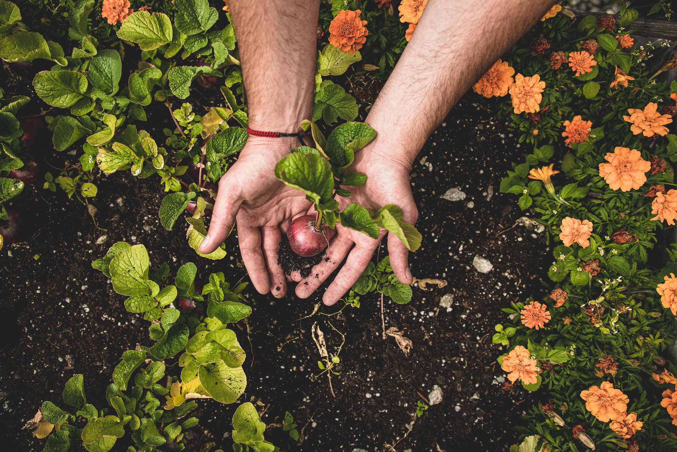 Hands pulling a radish out of a garden bed.
