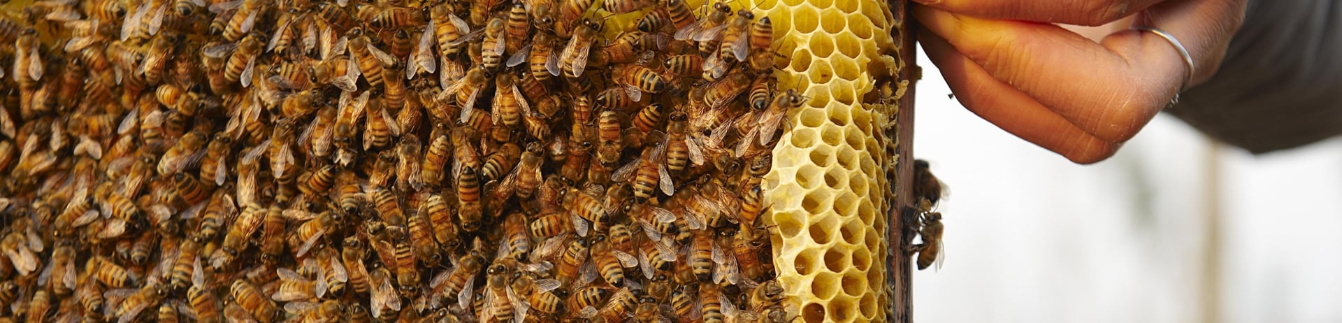 Honeycomb harvest