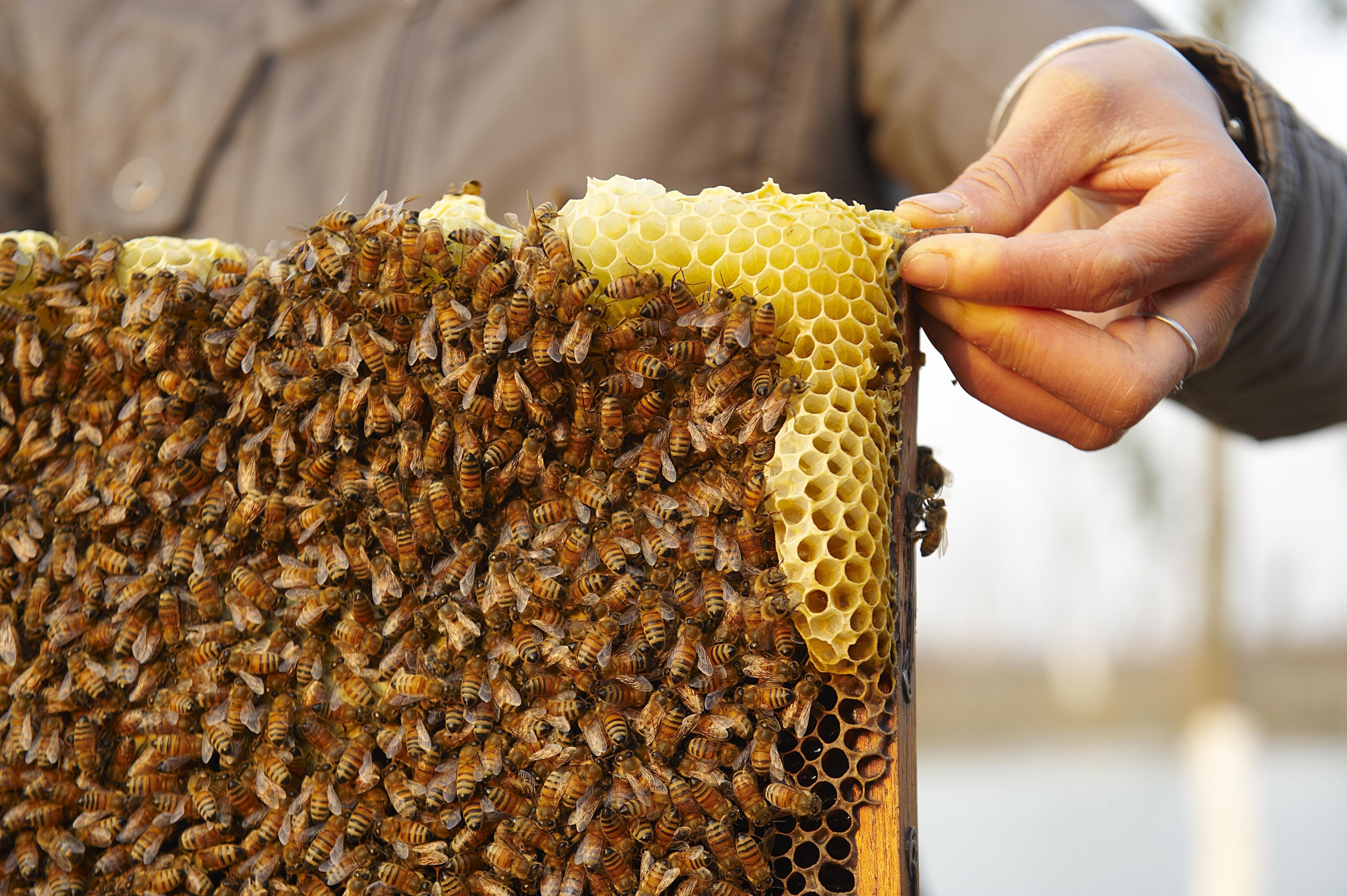Honeycomb harvest