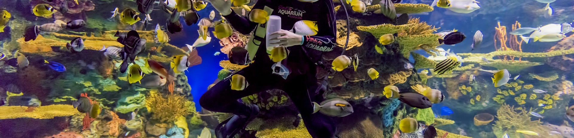 A scuba diver surrounded by colourful fish